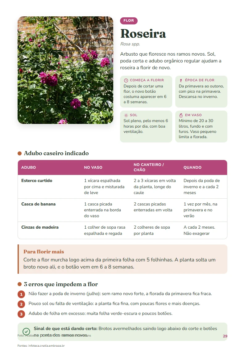 Ficha da roseira